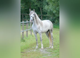 PRE Mix, Wałach, 4 lat, 157 cm, Siwa