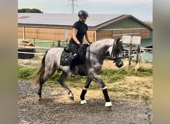 PRE Mix, Wałach, 4 lat, 157 cm, Siwa