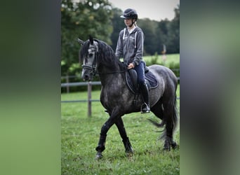 PRE Mix, Wałach, 4 lat, 157 cm, Stalowosiwy