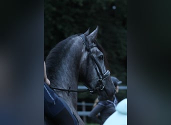 PRE Mix, Wałach, 4 lat, 157 cm, Stalowosiwy