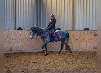 PRE Mix, Wałach, 4 lat, 158 cm, Stalowosiwy