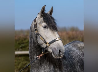 PRE Mix, Wałach, 4 lat, 158 cm, Stalowosiwy
