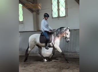PRE Mix, Wałach, 4 lat, 160 cm, Bułana