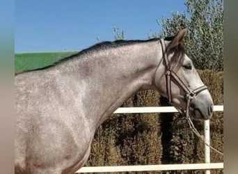PRE Mix, Wałach, 4 lat, 160 cm, Siwa