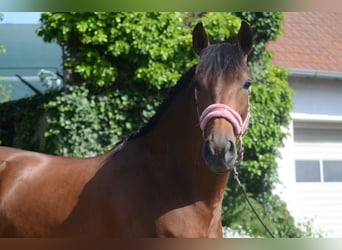 PRE Mix, Wałach, 4 lat, 161 cm, Gniada