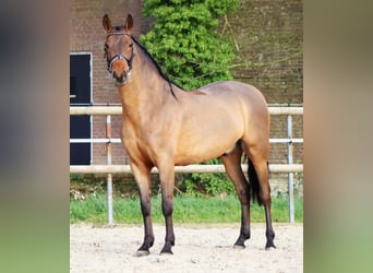 PRE Mix, Wałach, 4 lat, 161 cm, Gniada