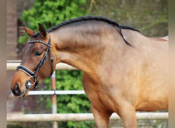 PRE Mix, Wałach, 4 lat, 161 cm, Gniada
