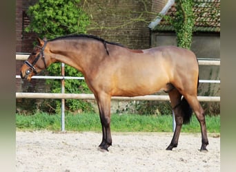PRE Mix, Wałach, 4 lat, 161 cm, Gniada