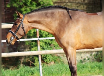 PRE Mix, Wałach, 4 lat, 161 cm, Gniada