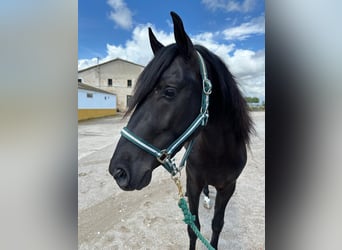 PRE Mix, Wałach, 4 lat, 161 cm, Kara