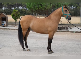 PRE Mix, Wałach, 4 lat, 162 cm, Bułana