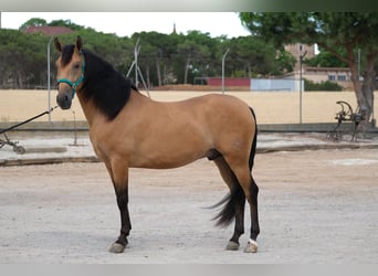 PRE Mix, Wałach, 4 lat, 162 cm, Bułana