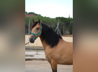 PRE Mix, Wałach, 4 lat, 162 cm, Bułana