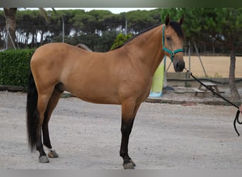 PRE Mix, Wałach, 4 lat, 162 cm, Bułana