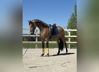PRE Mix, Wałach, 4 lat, 163 cm, Bułana