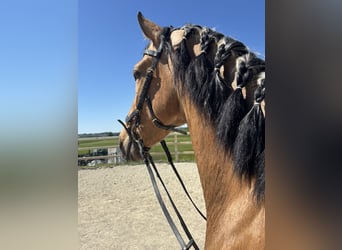 PRE Mix, Wałach, 4 lat, 163 cm, Bułana