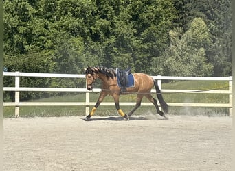 PRE Mix, Wałach, 4 lat, 163 cm, Bułana