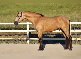 PRE Mix, Wałach, 4 lat, 163 cm, Bułana