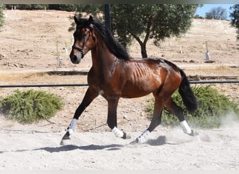 PRE Mix, Wałach, 4 lat, 163 cm, Ciemnogniada