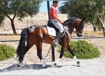 PRE Mix, Wałach, 4 lat, 163 cm, Ciemnogniada
