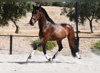 PRE Mix, Wałach, 4 lat, 163 cm, Ciemnogniada