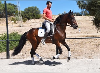 PRE Mix, Wałach, 4 lat, 163 cm, Ciemnogniada