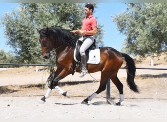 PRE Mix, Wałach, 4 lat, 163 cm, Ciemnogniada