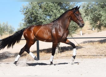 PRE Mix, Wałach, 4 lat, 163 cm, Ciemnogniada