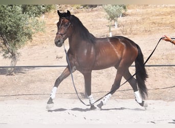 PRE Mix, Wałach, 4 lat, 163 cm, Ciemnogniada