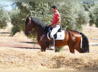 PRE Mix, Wałach, 4 lat, 163 cm, Ciemnogniada