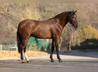 PRE Mix, Wałach, 4 lat, 163 cm, Gniada