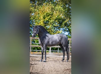 PRE Mix, Wałach, 4 lat, 163 cm, Siwa