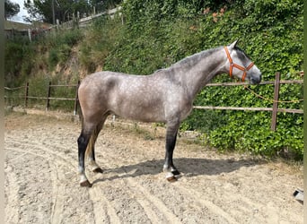 PRE Mix, Wałach, 4 lat, 163 cm, Siwa