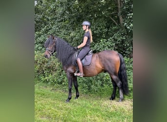 PRE Mix, Wałach, 4 lat, 164 cm, Gniada
