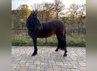 PRE Mix, Wałach, 4 lat, 164 cm, Gniada