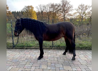 PRE Mix, Wałach, 4 lat, 164 cm, Gniada