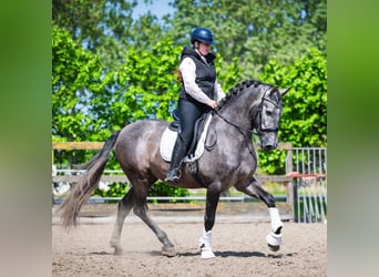 PRE Mix, Wałach, 4 lat, 164 cm, Siwa