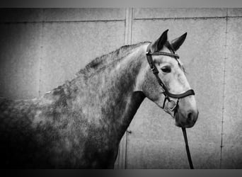 PRE Mix, Wałach, 4 lat, 164 cm, Siwa