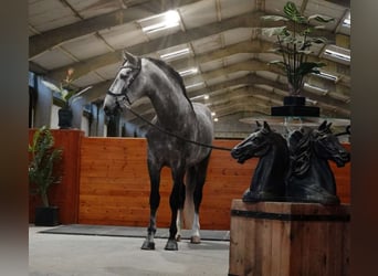 PRE Mix, Wałach, 4 lat, 164 cm, Siwa