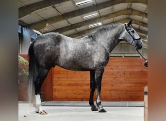 PRE Mix, Wałach, 4 lat, 164 cm, Siwa