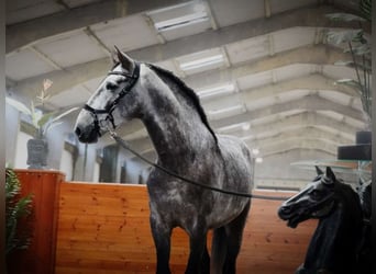 PRE Mix, Wałach, 4 lat, 164 cm, Siwa