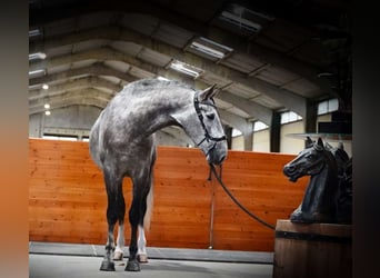 PRE Mix, Wałach, 4 lat, 164 cm, Siwa