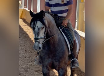 PRE Mix, Wałach, 4 lat, 165 cm, Karosiwa