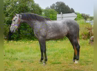 PRE, Wałach, 4 lat, 165 cm, Siwa jabłkowita