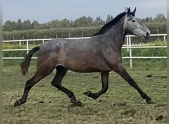 PRE Mix, Wałach, 4 lat, 165 cm, Siwa