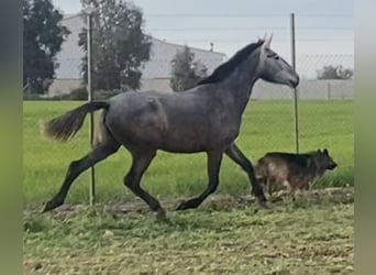 PRE Mix, Wałach, 4 lat, 165 cm, Siwa
