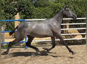 PRE Mix, Wałach, 4 lat, 165 cm, Siwa