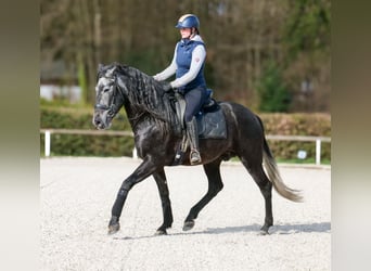 PRE Mix, Wałach, 4 lat, 165 cm, Siwa