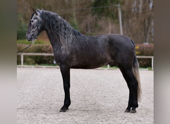PRE Mix, Wałach, 4 lat, 165 cm, Siwa