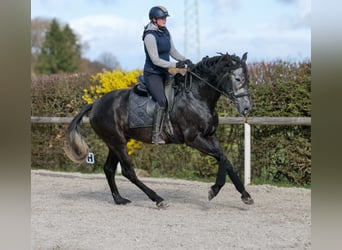 PRE Mix, Wałach, 4 lat, 165 cm, Siwa